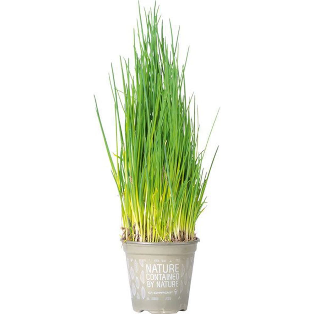 Bieslook Plantje