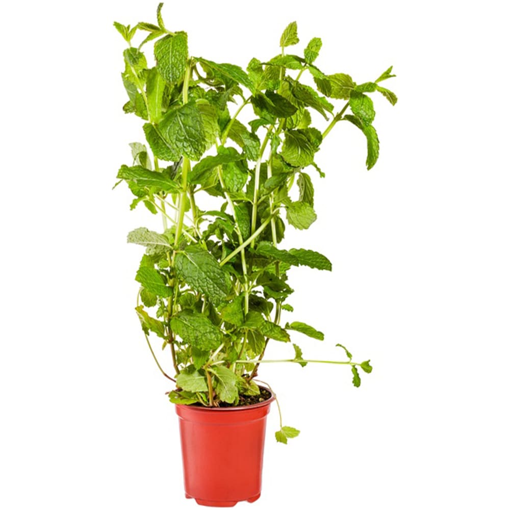 Munt Plantje