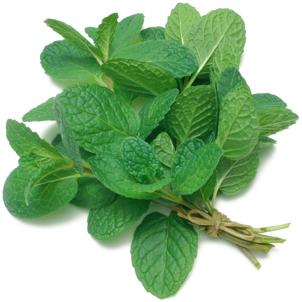 biologische-munt-20gr-min