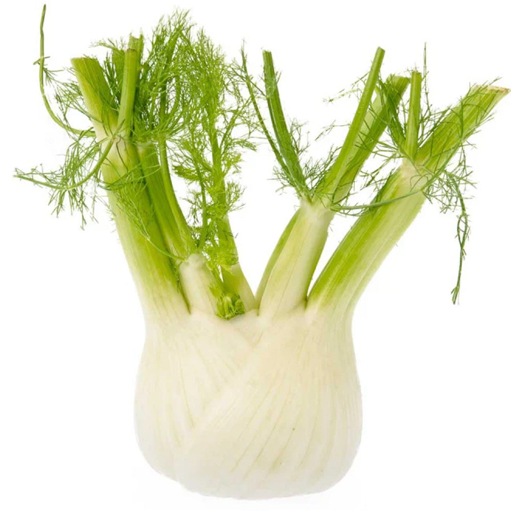 Knolvenkel (1kg) Biomarkt