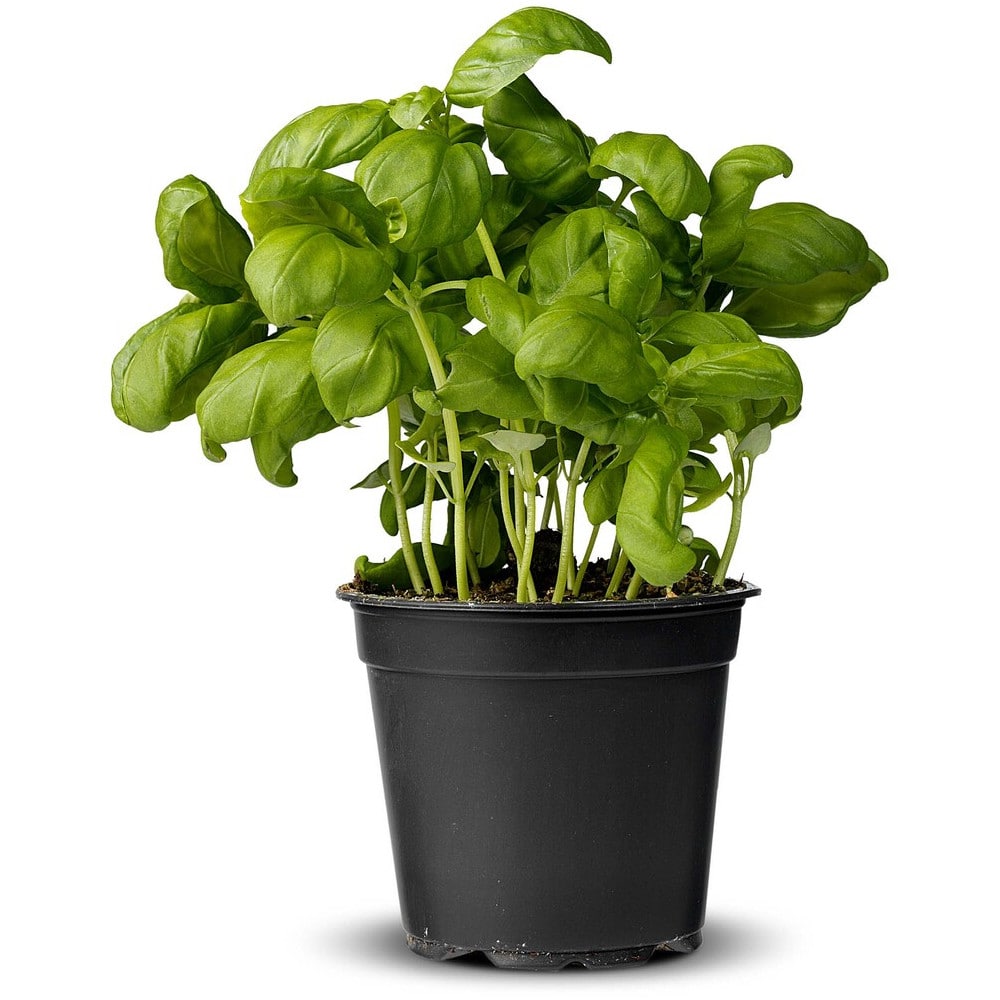 Basilicum plant op pot-min